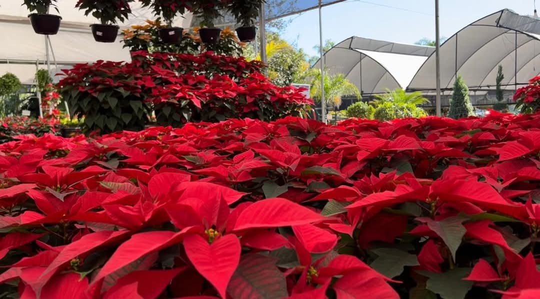 FB_IMG_1733249074971