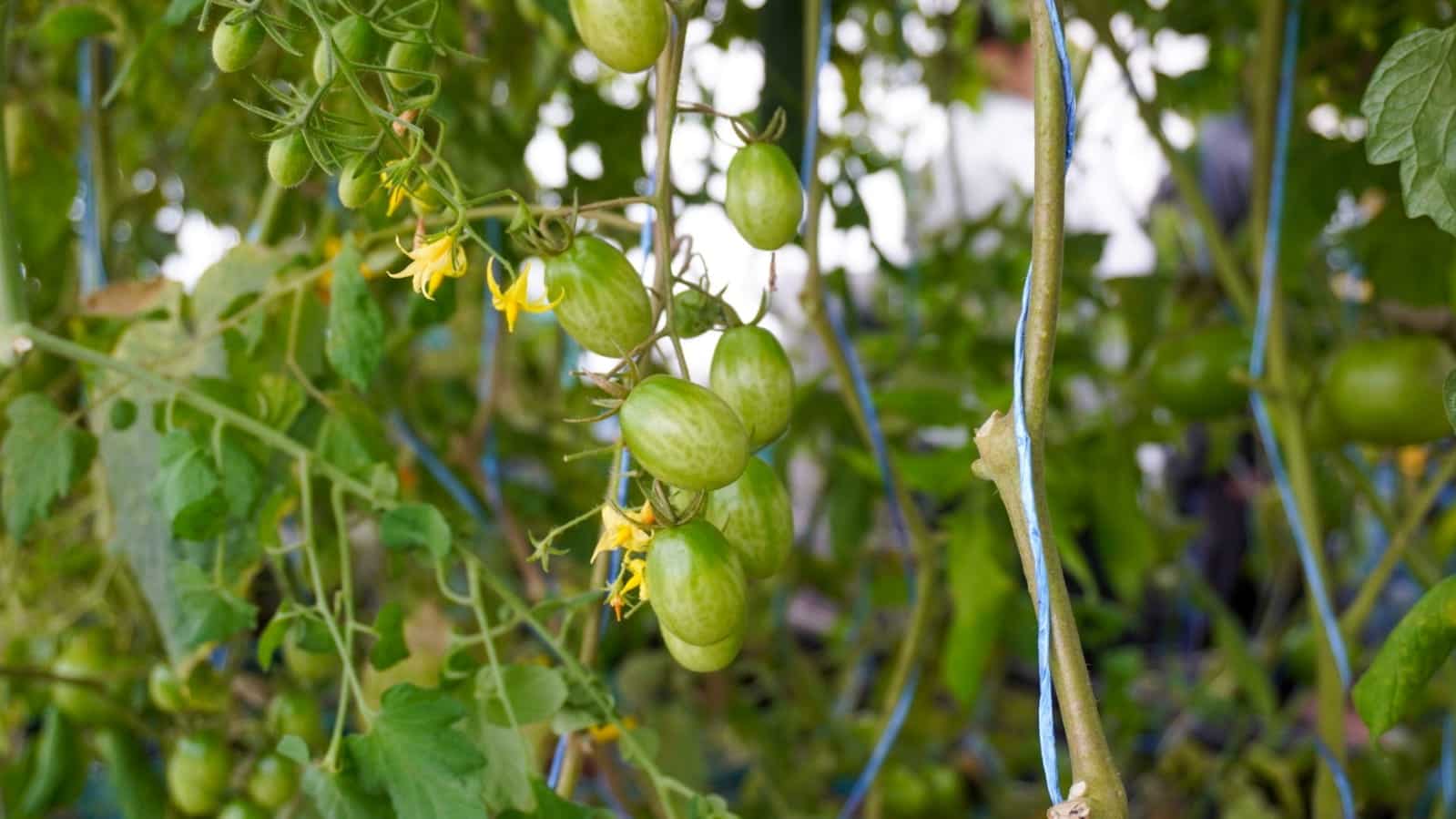 IMG-20241209-WA0021-min